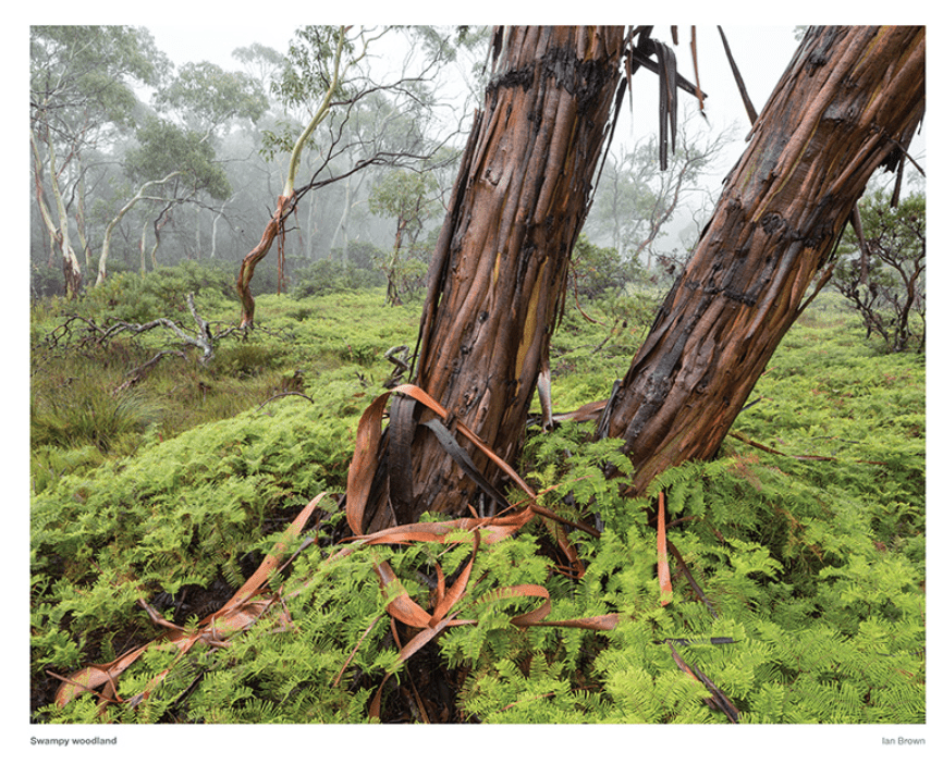 2026 Wild Blue Mountains Calendar - 9369999027599 - Ian Brown - Windy Cliff - The Little Lost Bookshop